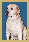 Police K-9 Sirius,
body recovered,
Partner of Officer David Lim,
(Officer Lim was rescued by NYFD on 9/11 in WTC rubble)
4 1/2 year old yellow Labrador Retreiver,
17 months PAPD service,
K-9 Unit, Explosive Detection Team